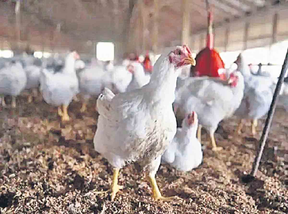 డీజే సౌండ్‌ తట్టుకోలేక కోళ్లు మృత్యువాత!