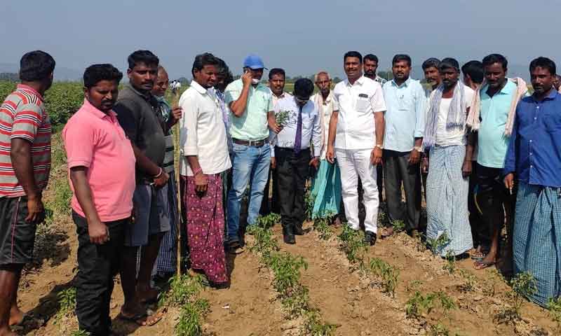 నాణ్యత పాటిస్తే మిర్చికి అధిక ధర