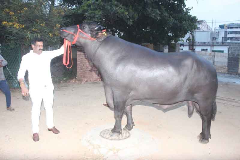 సదర్‌కు కింగ్‌, సర్తాజ్‌ దున్నలు