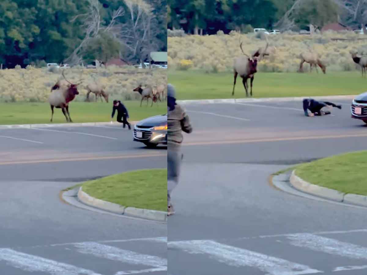 నా ఫోటోనే తీస్తావా.. టూరిస్ట్‌పై ఎద్దు దాడి.. వైర‌ల్ వీడియో