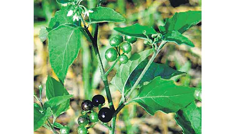 మనతక్కలిలో క్యాన్సర్‌ ఔషధం