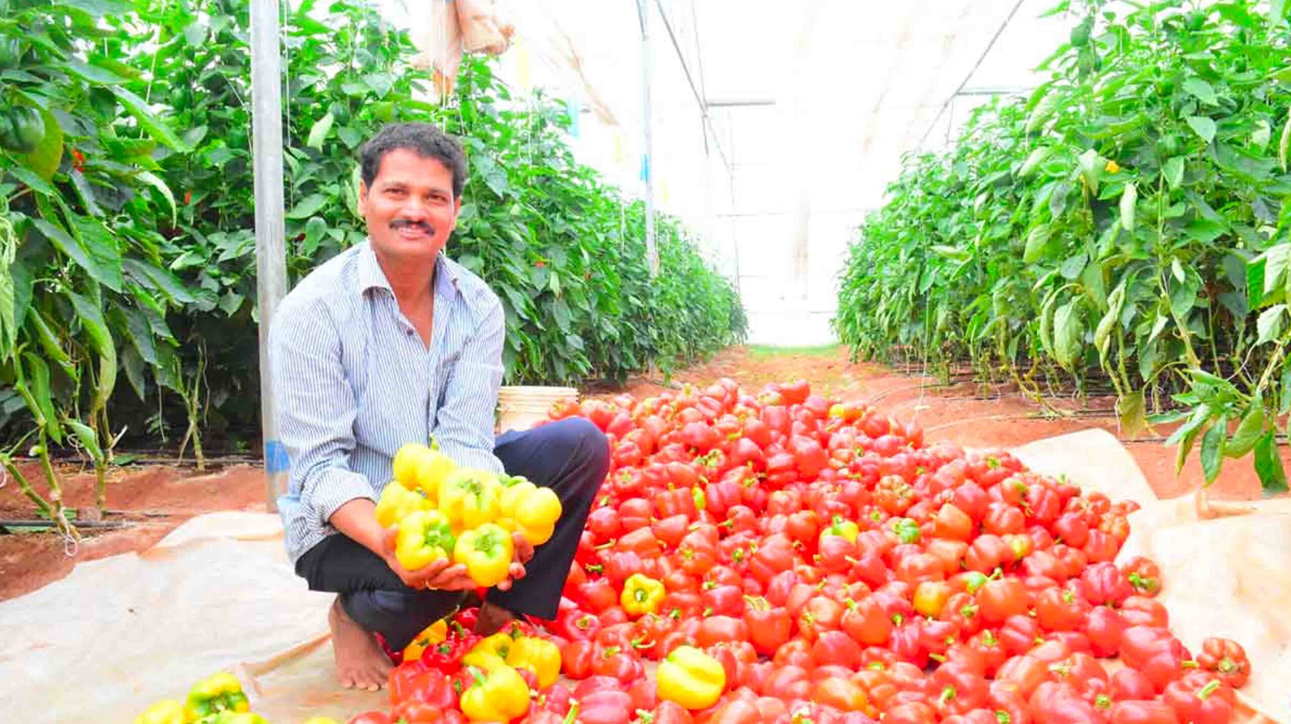 వరికి ప్ర‌త్యామ్నాయం చూసుకున్నాడు.. ఏడాది పొడ‌వునా ఆదాయం పొందుతున్నాడు..!!