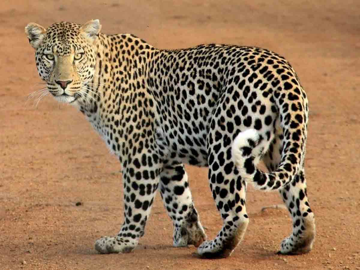 Leopard attack | చిరుత దాడిలో ఆవు మృతి