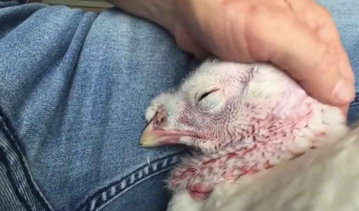 Viral Video : ఏడుస్తున్న కోడి.. ఓదార్చిన వ్య‌క్తి.. నెటిజ‌న్లు ఏమంటున్నారంటే?