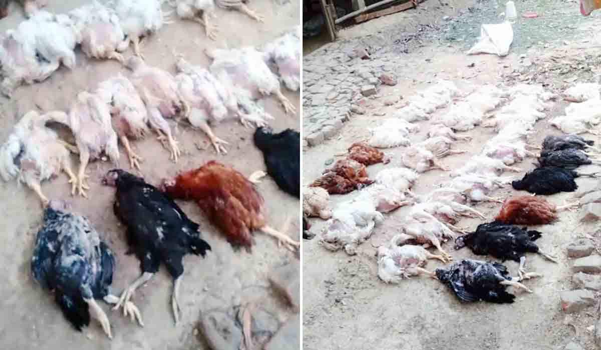 డీజే సౌండ్‌తో గుండెపోటు.. 63 కోళ్లు బలి!