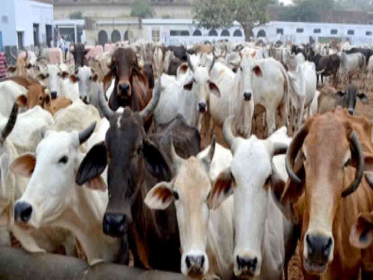 ఆవులకూ వినోదం.. యూపీ గోశాలలో భజనల మ్యూజిక్‌