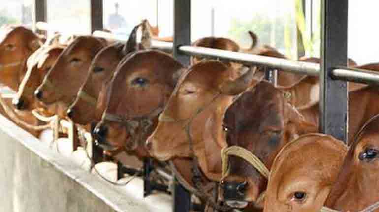 వర్సిటీ క్యాంపస్‌లో గోవులకూ పెద్ద షెల్టర్‌ ఉండాలి