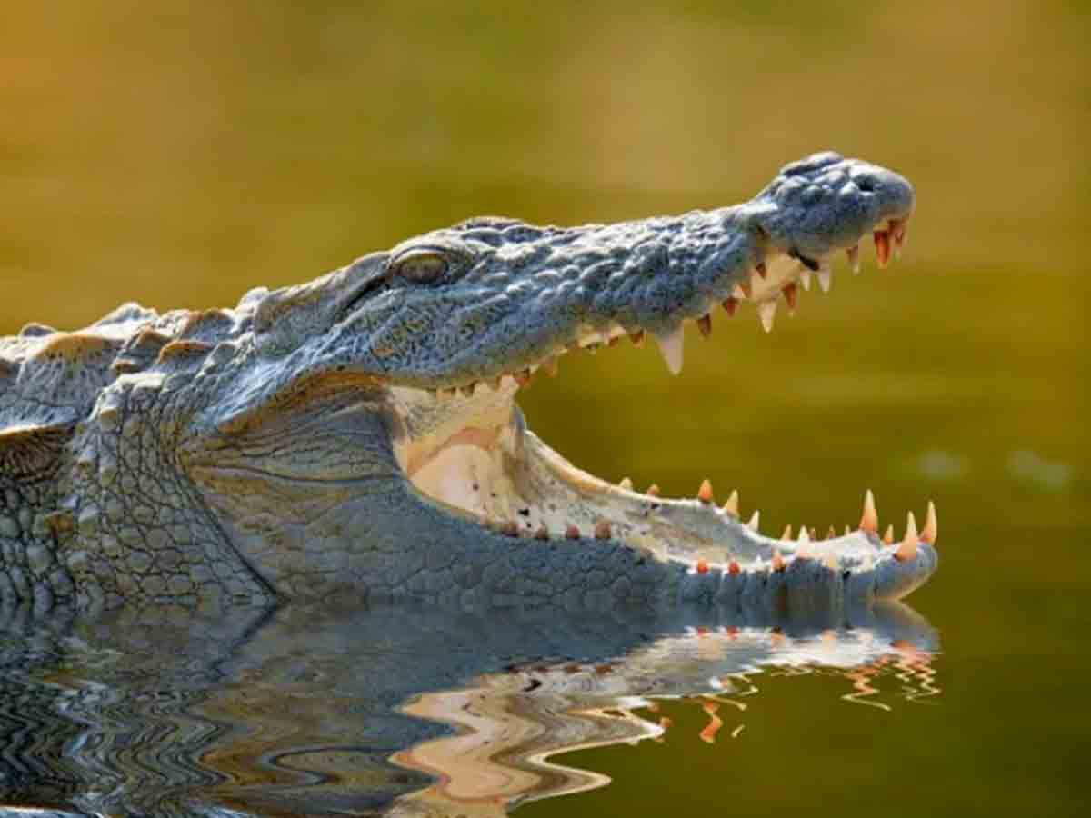 మొసలి బారి నుంచి అన్నను కాపాడిన తమ్ముడు