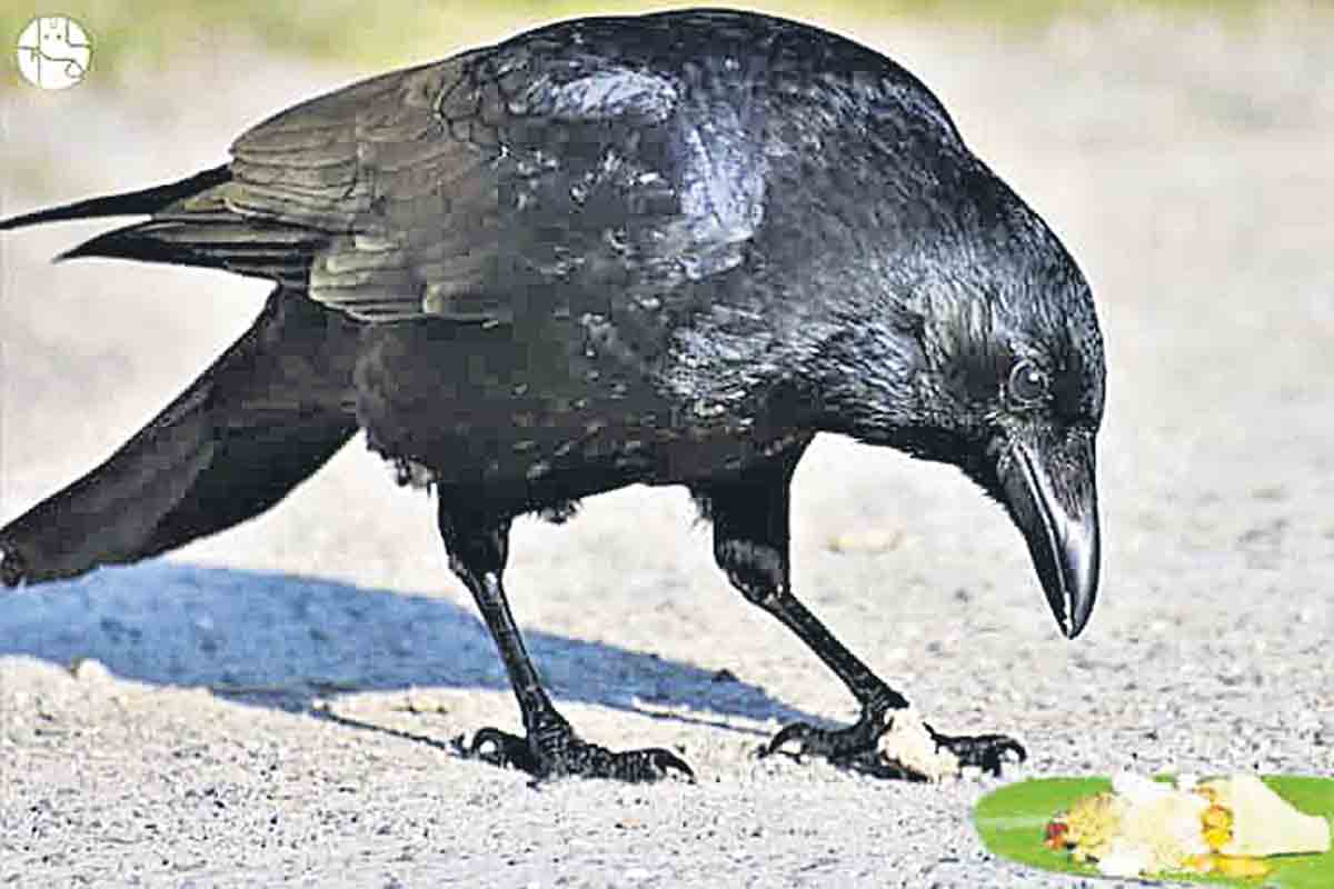 ధర్మ సందేహం… పిండం కాకి తినకపోతే ఏమౌతుంది?