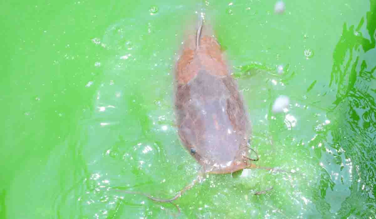 మ‌హిమాన్విత పుణ్య‌క్షేత్రం.. ఇక్క‌డ చేప‌ల నుదిటిపై తిరునామాలు ప్ర‌త్యేకం..!!