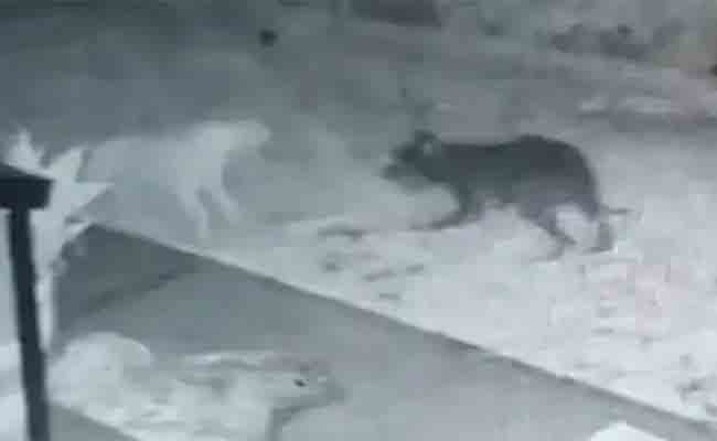 ఆటాడిన దెయ్యం కుక్క!