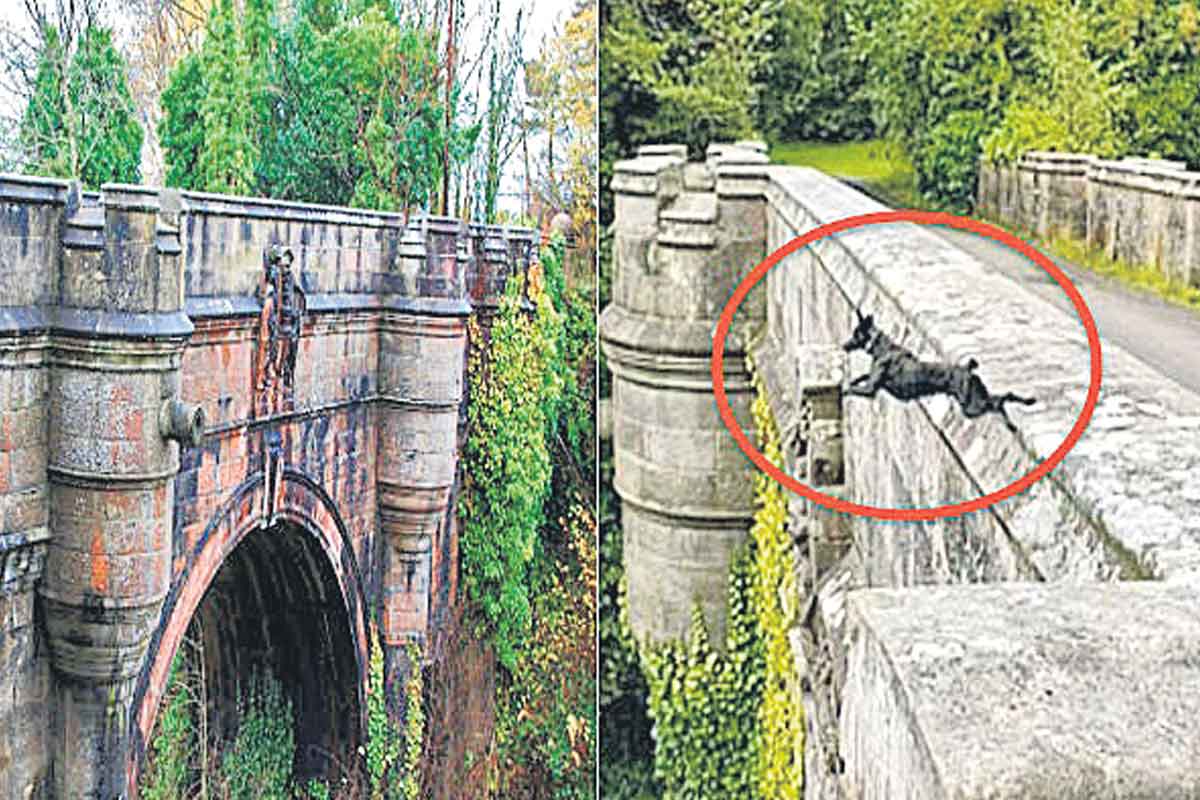 dog suicide bridge | 70 ఏండ్ల‌లో 600 కుక్క‌లు ఆత్మ‌హ‌త్య‌
