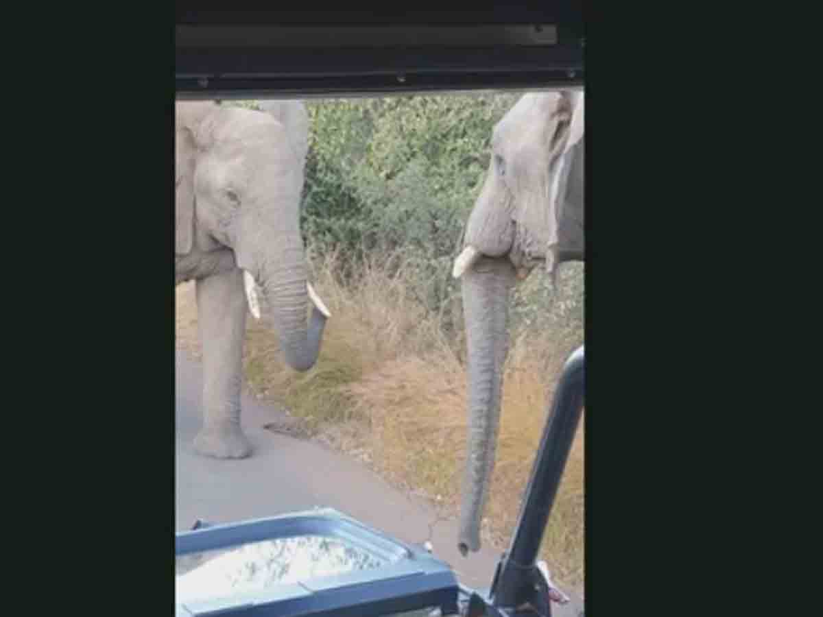 జంగిల్ సఫారీలో ఘర్షణకు దిగిన రెండు ఏనుగులు