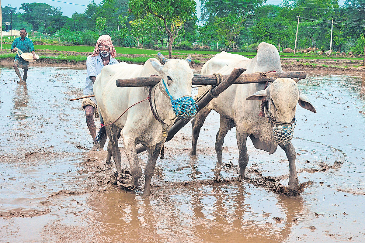 మట్టి విజయం