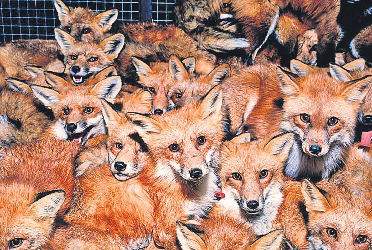 Fox Attack | గ్రామంపై నక్కల గుంపు దాడి..