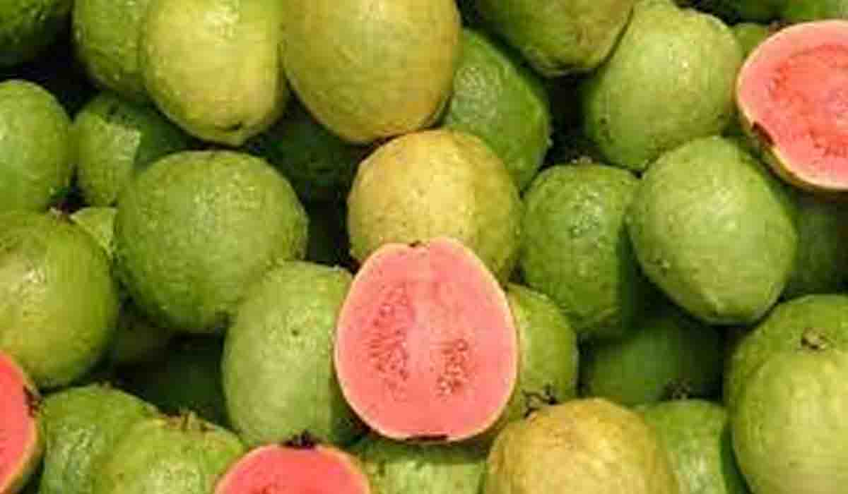 ఈ కాయ‌తింటే షుగ‌ర్ కంట్రోల్‌.. మ‌ల‌బ‌ద్ధ‌కానికి చెక్..!!