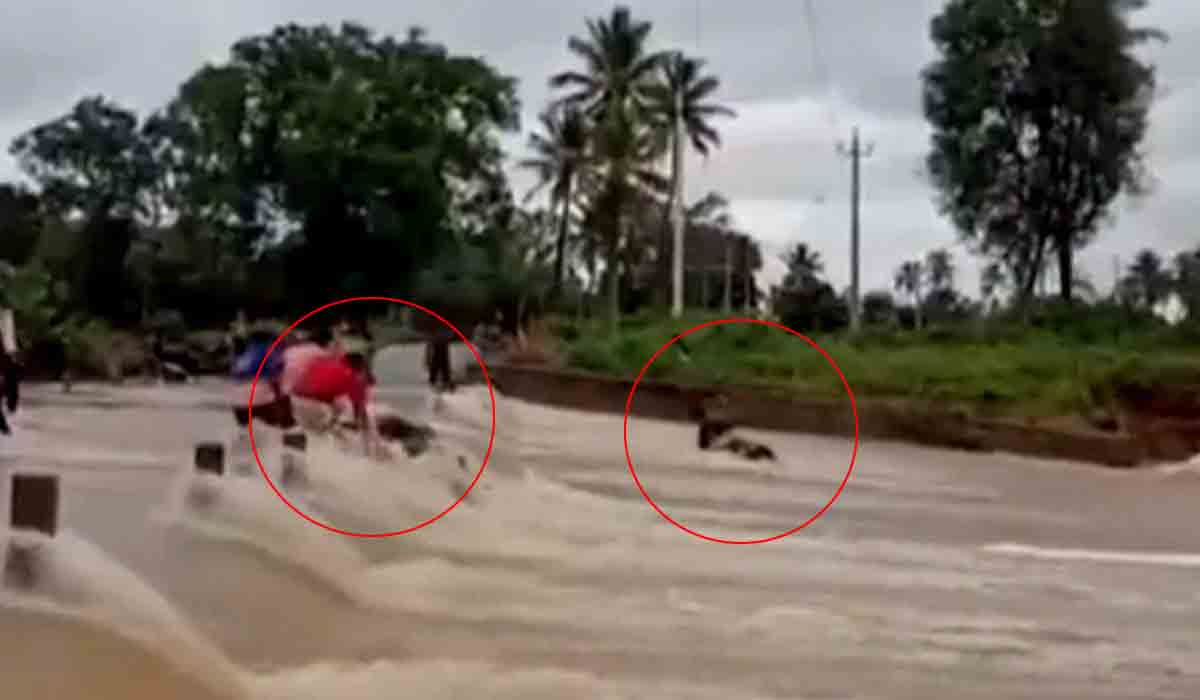 Biker Swept Away | నీటి ప్రవాహాన్ని దాటుతుండగా.. బైక్‌తో సహా కొట్టుకుపోయిన వ్యక్తి