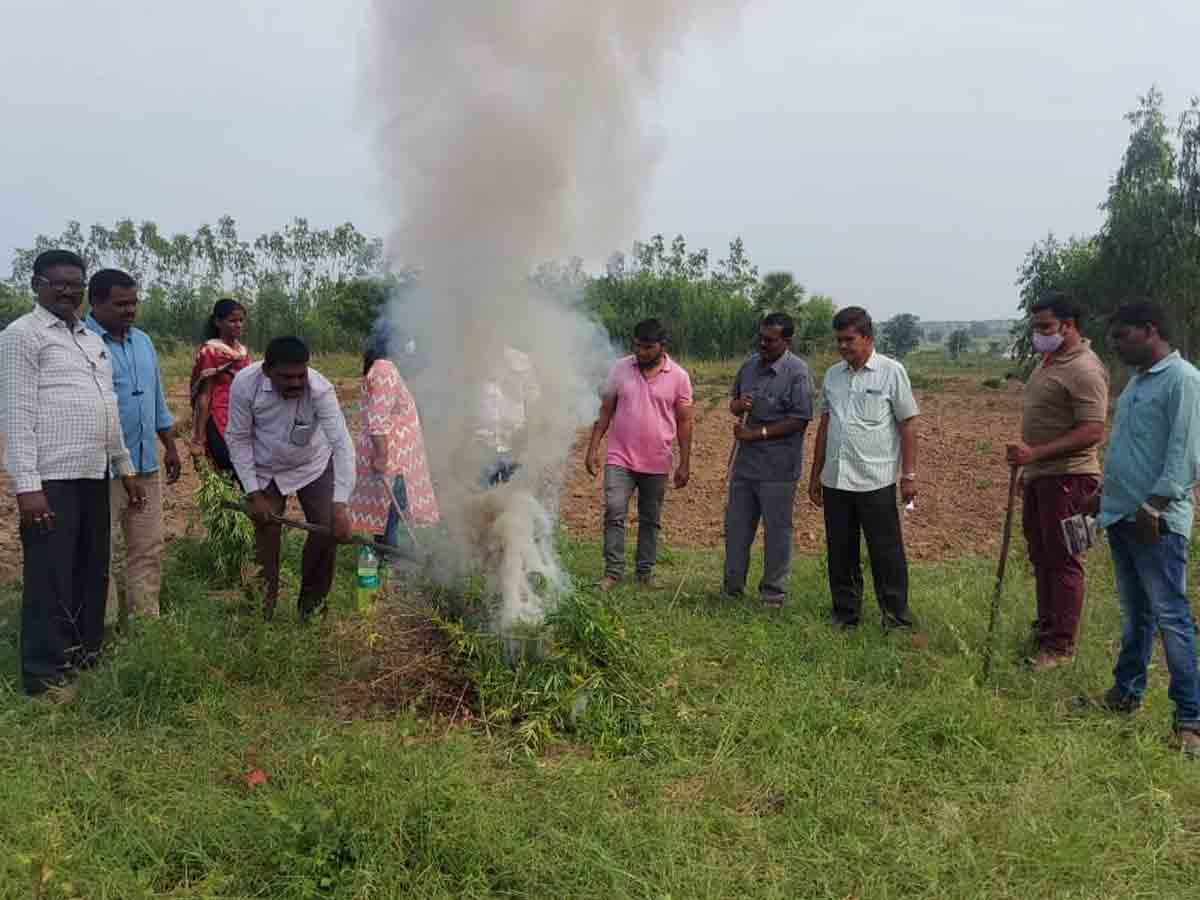 గంజాయి సాగు చేస్తే కఠిన చర్యలు