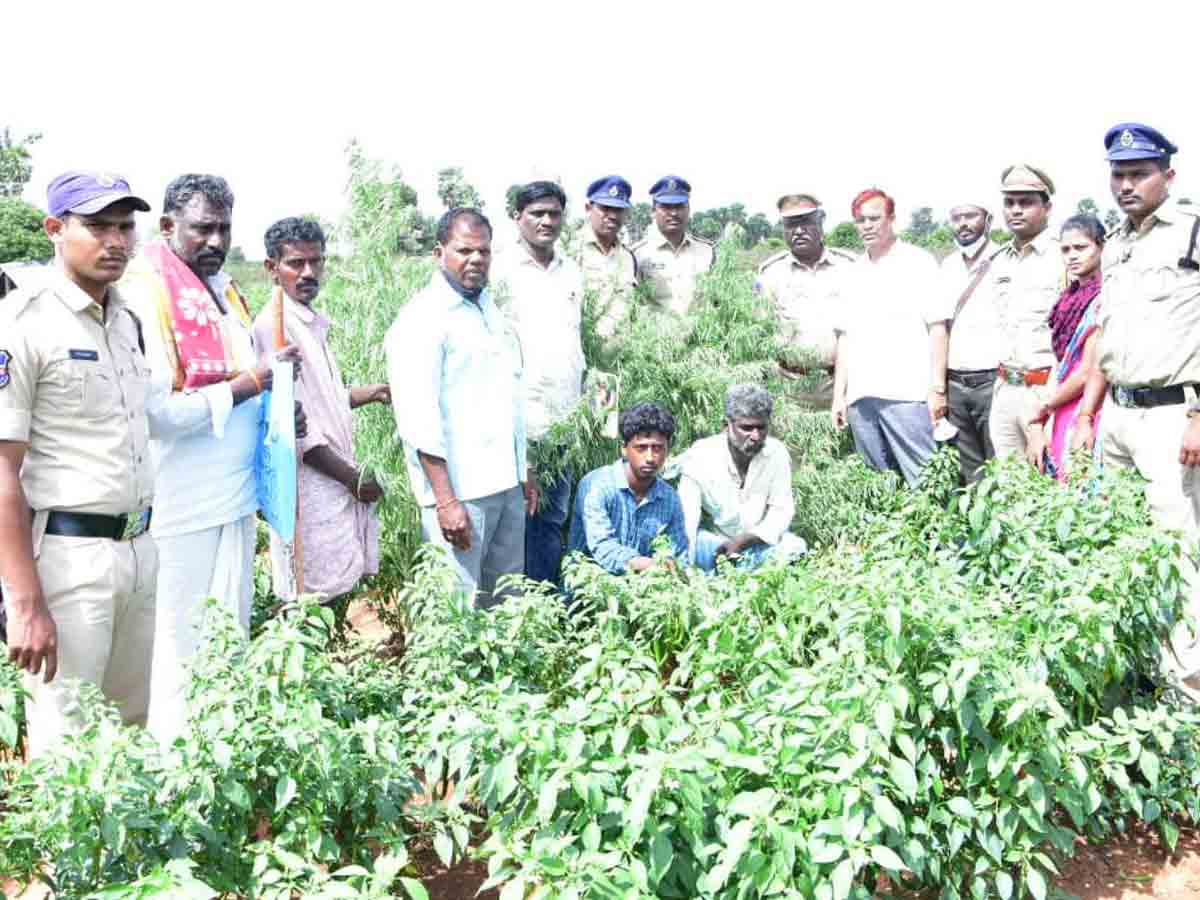 గొర్లఖాన్‌దొడ్డిలో గంజాయి మొక్కలు స్వాధీనం
