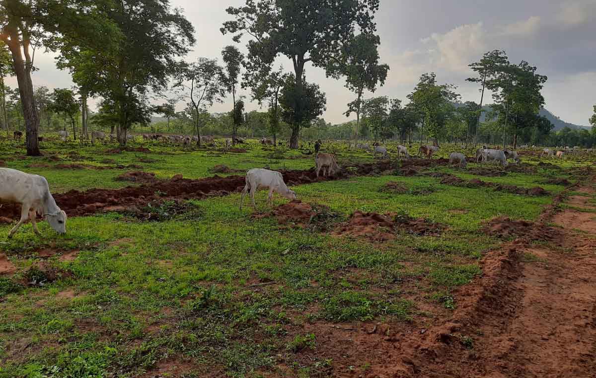 పోడు పరిష్కారానికి ముందడుగు