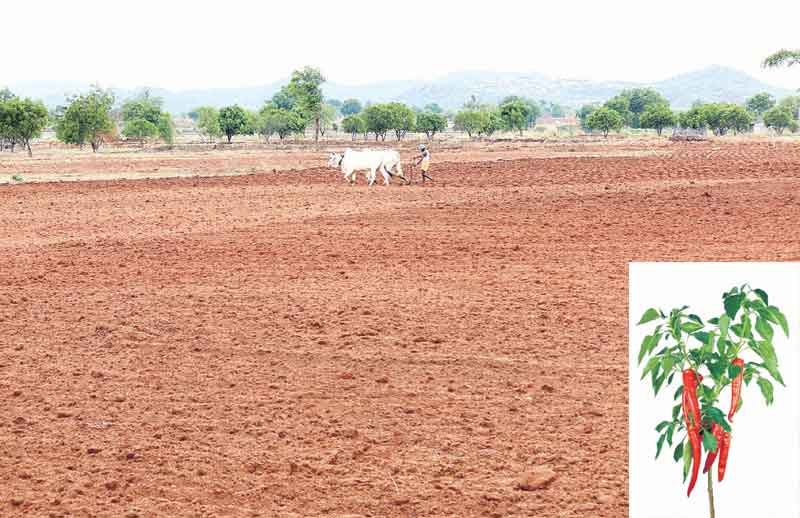 నేలతల్లే పంటకు జీవం