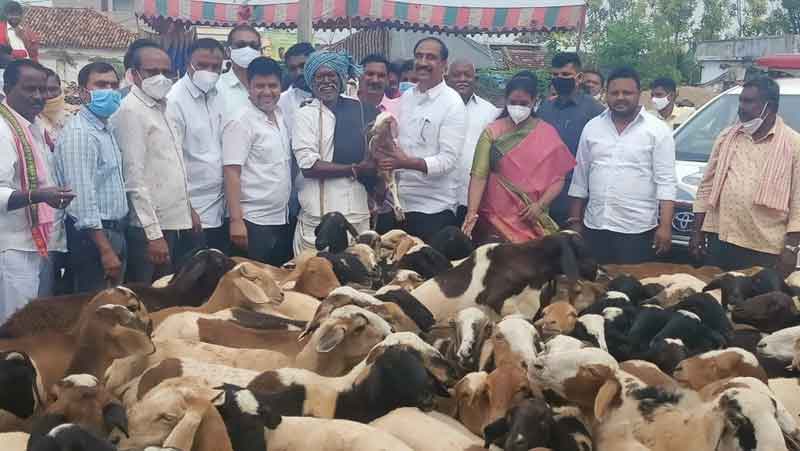 అర్హులందరికీ గొర్రెల పంపిణీ