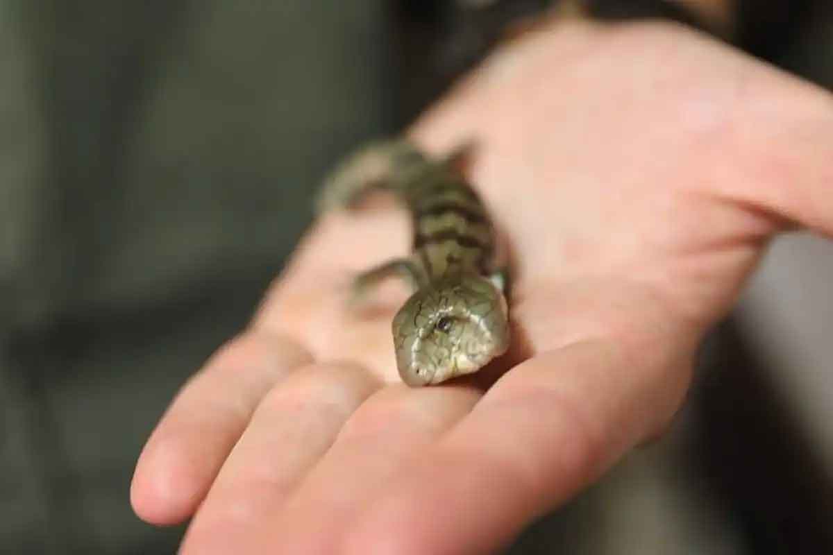 అరుదైన‌ రెండు త‌ల‌ల బ‌ల్లిని చూశారా ఎప్పుడైనా?.. ఆశ్చ‌ర్య‌పోతున్న నెటిజ‌న్లు.. వైర‌ల్ వీడియో