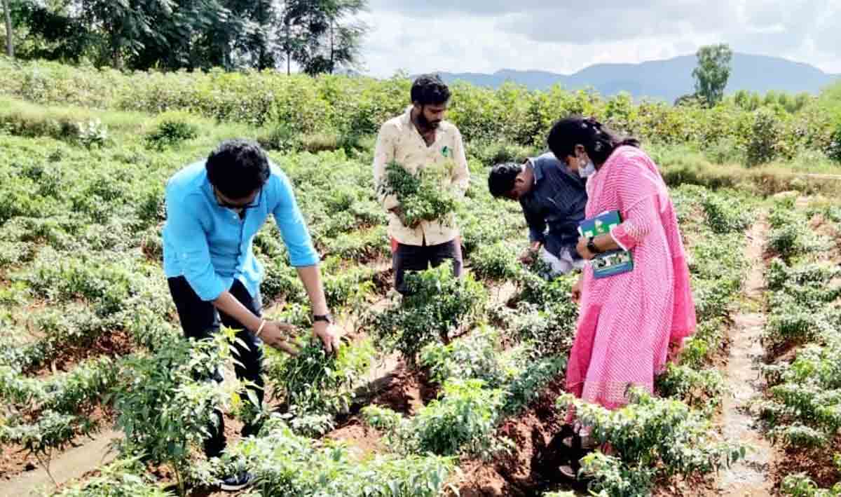 agriculture | నాసీరకం విత్తనాల విక్రయంపై ఉద్యానవనశాఖ అధికారుల ఆరా..