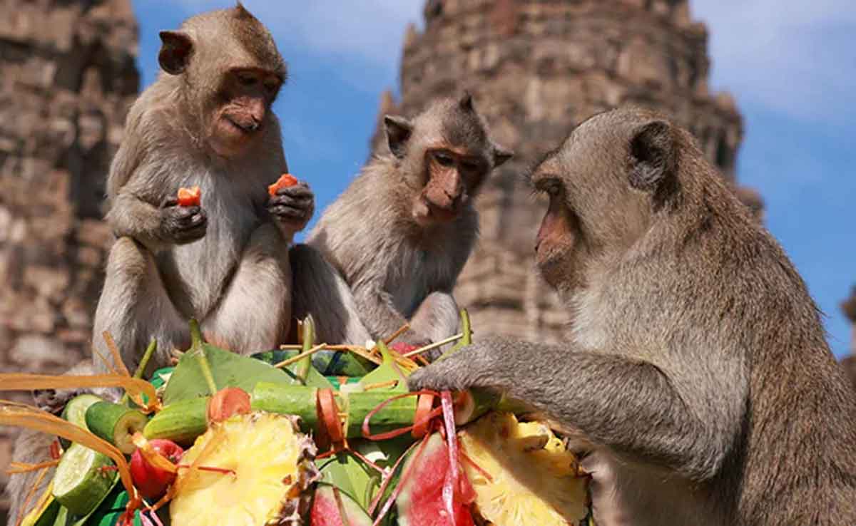 Monkey Festival : అక్క‌డ కోతుల పండుగే స్పెష‌ల్ అట్రాక్ష‌న్.. ఎందుకు జ‌రుపుతారో తెలుసా?