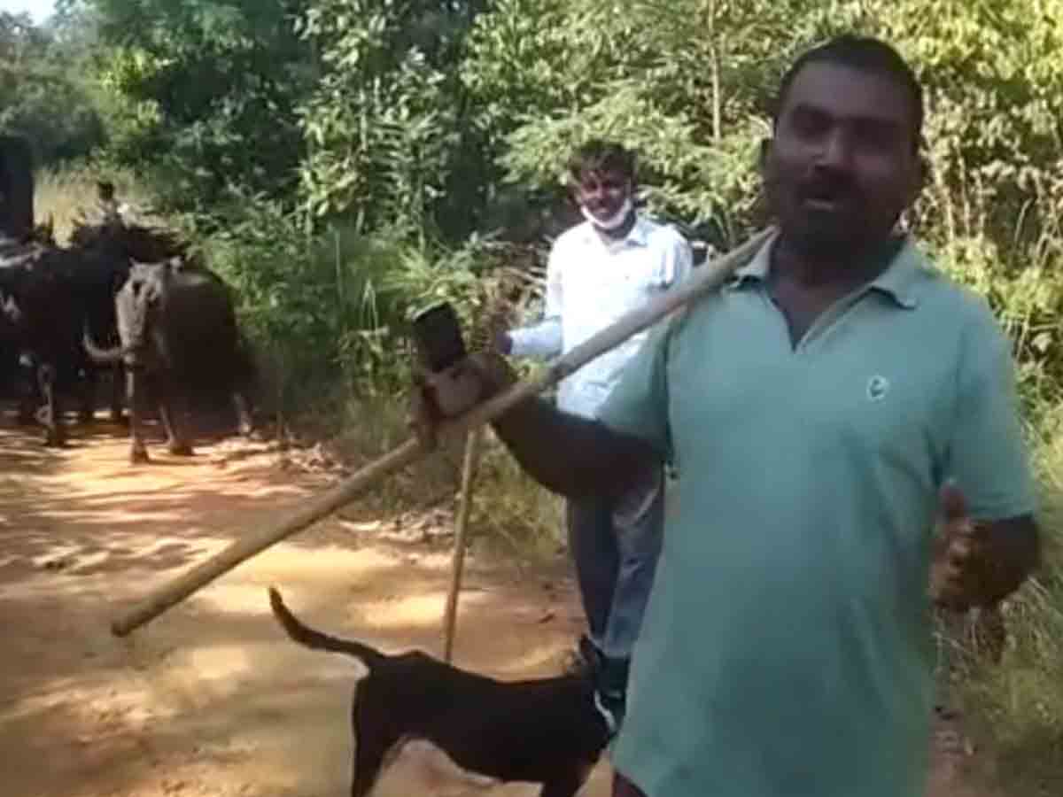 Tiger wandering| ములుగు జిల్లాలో పులి సంచారం..భయాందోళనలో ప్రజలు