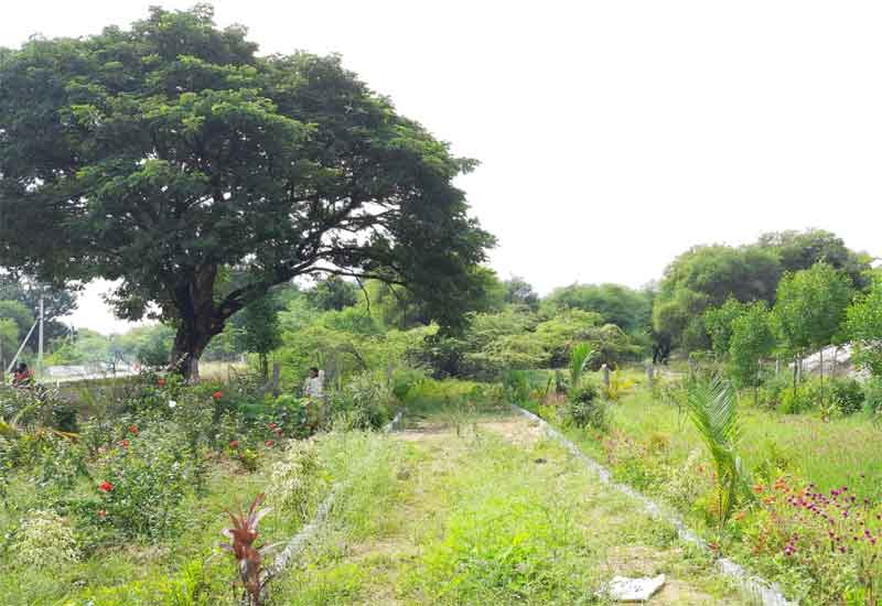 ప్రగతి పథంలో పాచిల్ల