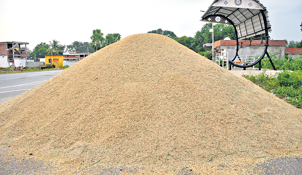 5.6 కోట్ల టన్నుల వడ్లు కొనుగోలు