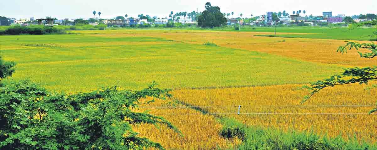 Telangana | రాష్ట్రంలో 58.6 లక్షల ఎకరాల్లో వరి