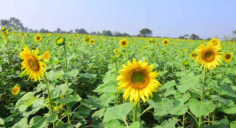 ప్రత్యామ్నాయ పంటలే పరిష్కారం