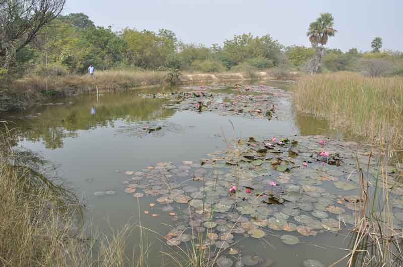 అతడు అడవిని సృష్టించాడు
