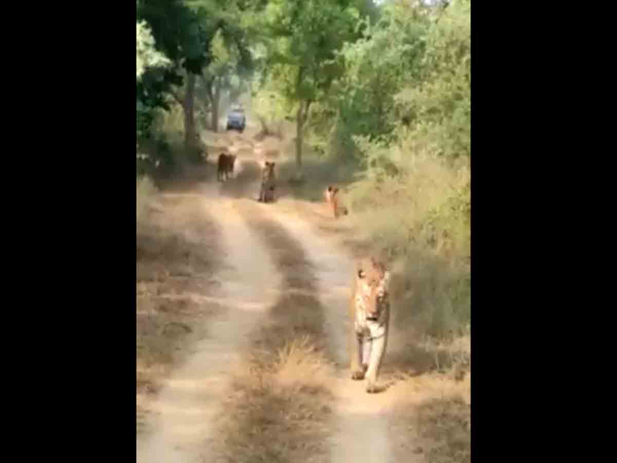 Viral video: కలిసి నడుస్తూ కనిపించిన ఆరు పులులు