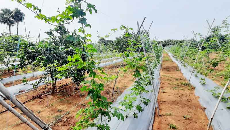 విభిన్న పంటలకు కేరాఫ్‌ ధర్మాపురం