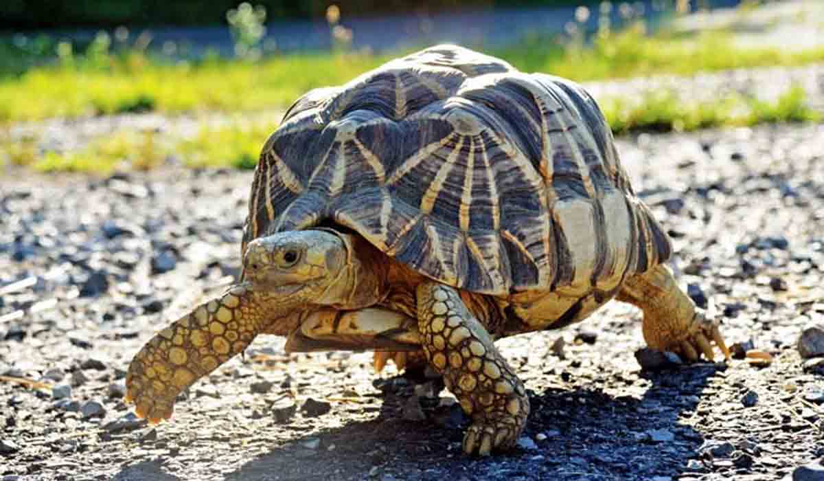 Star Tortoise | 401 నక్షత్ర తాబేళ్లను విక్రయిస్తున్న వ్యక్తి అరెస్ట్‌