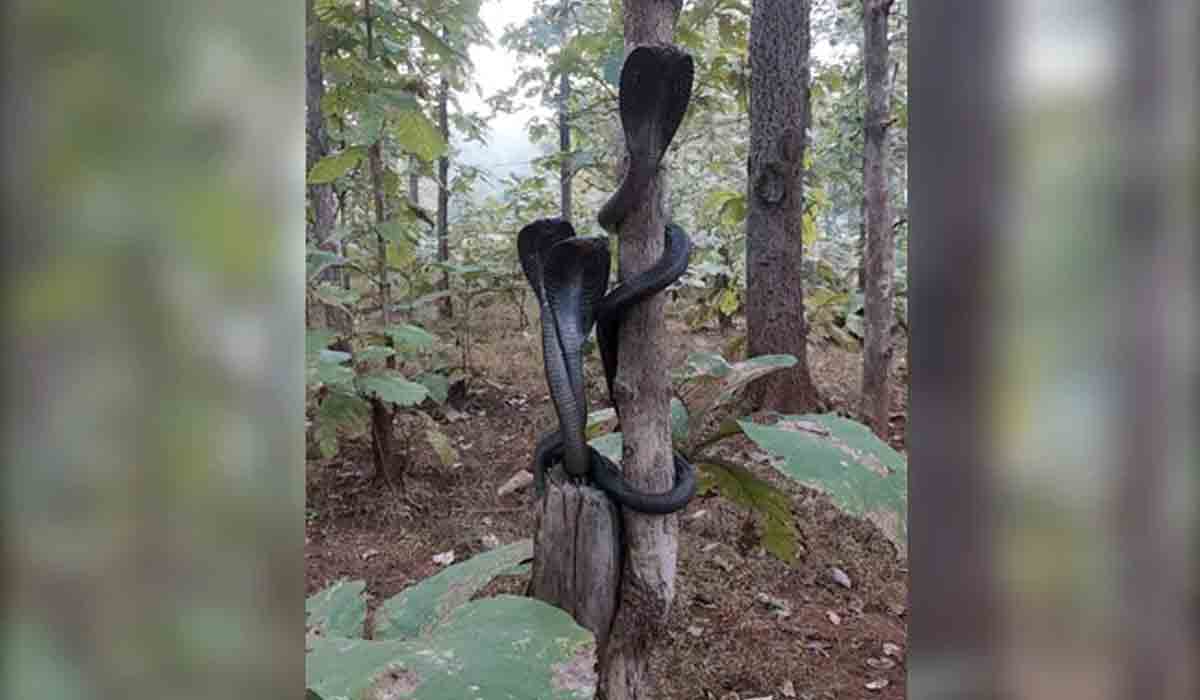 అందంగా కనిపిస్తున్నా.. దగ్గరకెళ్తే ముచ్చెమటలు ఖాయం.. ఈ ఫొటోలు మీరూ చూడండి