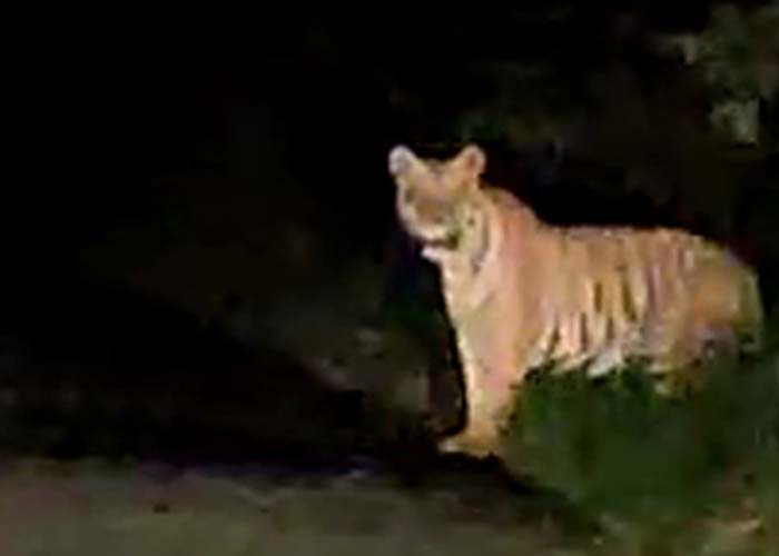 Tiger | టేకులపల్లి మండలంలో సంచరిస్తున్న పులి