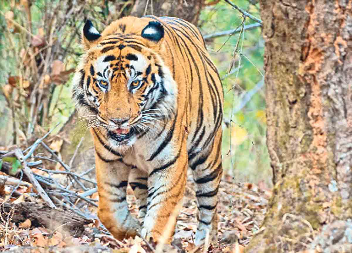 పాకాల అడవుల్లో పులి సంచారం