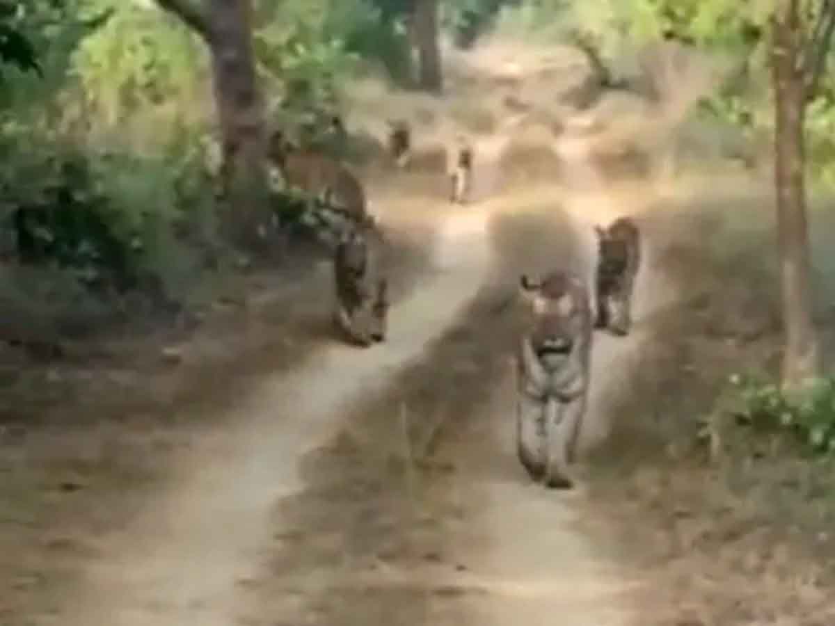 రోడ్డు మీద పులుల గుంపు హ‌ల్‌చ‌ల్‌.. అవి న‌డుస్తుంటే వాటి వీడియో తీసి.. వైర‌ల్ వీడియో