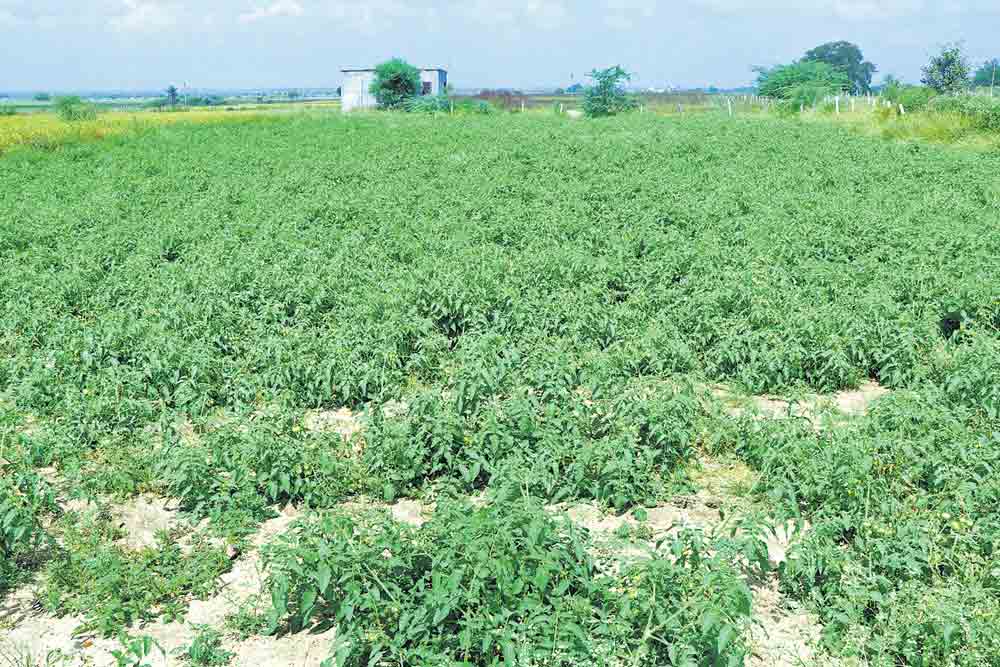 ఊరంతా కాయగూరల తోటలే..కూరగాయల పోలారం