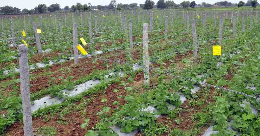 ప్రత్యామ్నాయమే ఉత్తమం