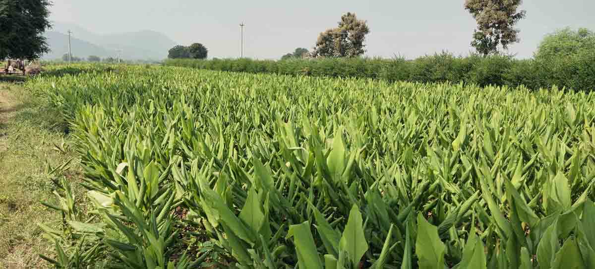 దేవునూర్ల పంటలు అన్నితీర్ల..