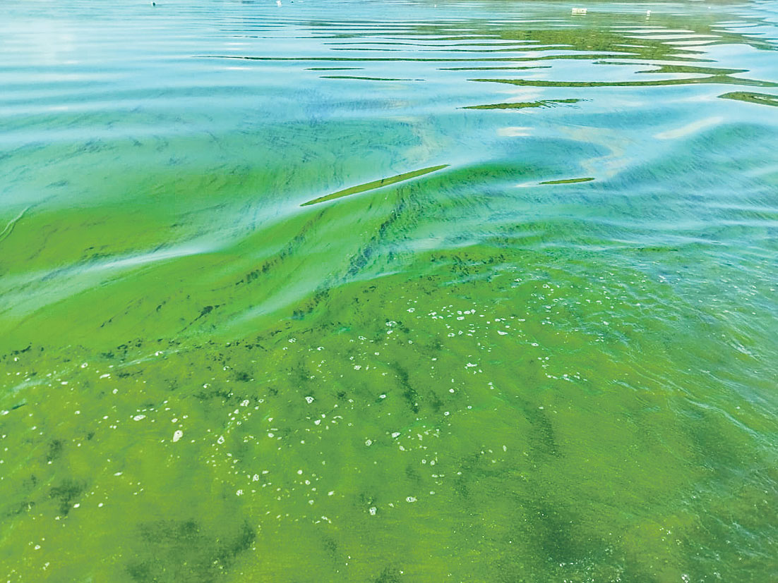 రంగుమారిన కృష్ణా నీళ్లు