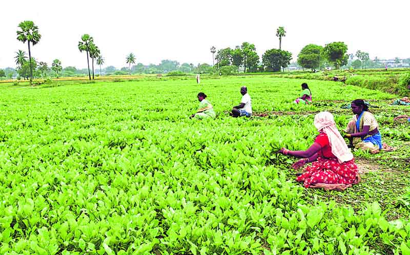 కూరగాయల కోట