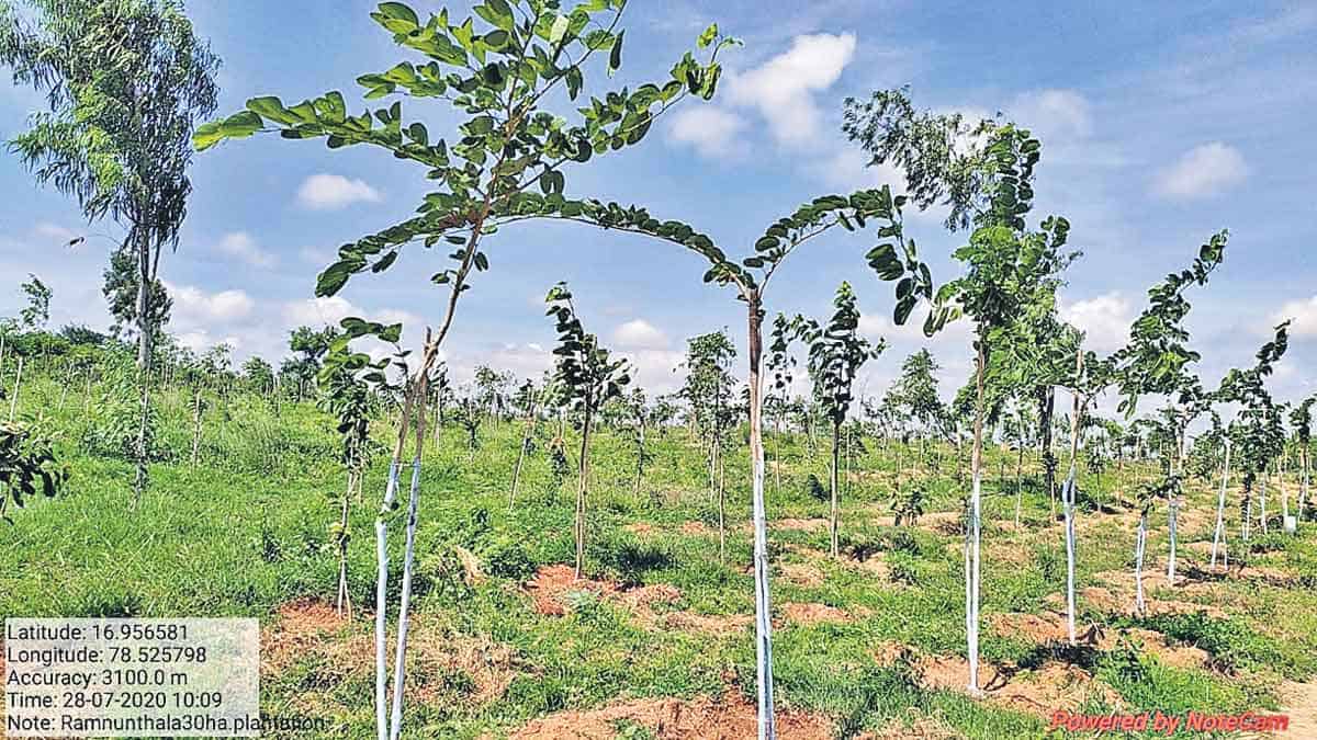 క్షీణించిన అడవుల్లో పచ్చదనం