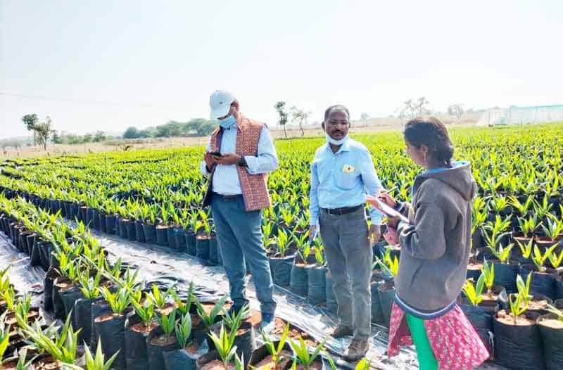 ఆయిల్‌పామ్‌తో అధిక లాభాలు