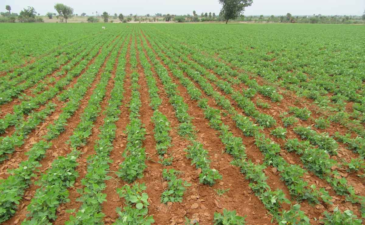 రైతన్న మురిపెం